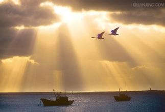 比翼雙飛的海鳥