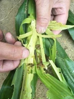 高空測報(bào)燈防治草地貪夜蛾4